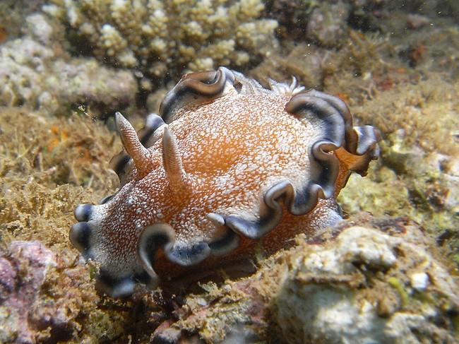 Oui glossodoris cincta. Je n'ai pas été le plus rapide mais pour me rattraper je mets une autre vue d'un specimen mahorais.<br />