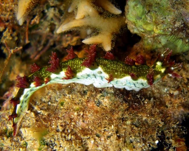 Quel Nudibranche Marionia ?