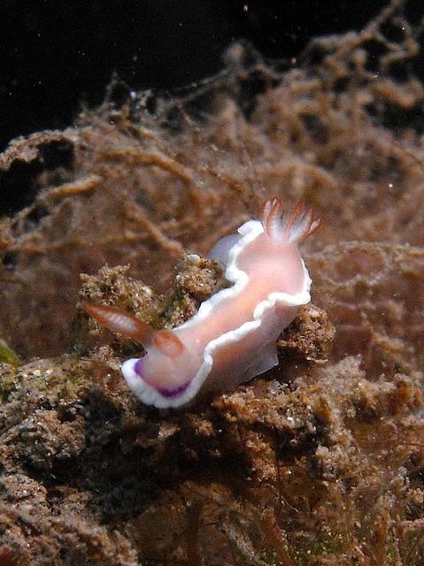 bonjour,<br />il me semble qu'il est assez proche d'un specimen rencontré dont je joins une photo.<br />Je l'avais identifié comme hypselodoris bul...
