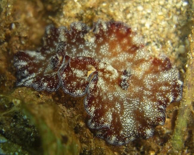 Bonjour<br />Je viens enfin de photographier mon premier nudibranche Discodoris Boholiensis! <br />Et je constate qu’il y a toujours le « i » dans...