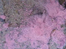 quel organisme produit ces cellules rose vif?
