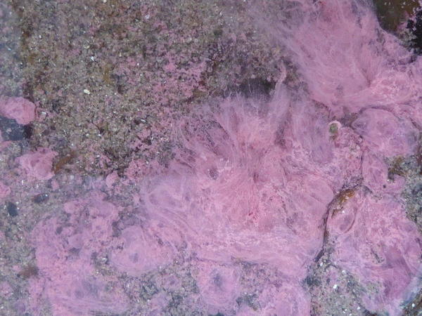 quel organisme produit ces cellules rose vif?