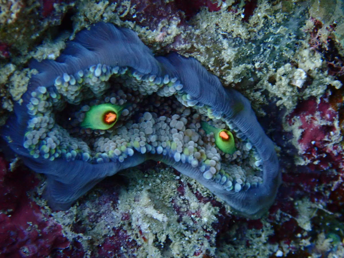 Quel petit nom pour cette jolie éponge ?