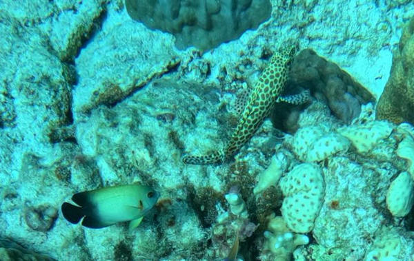Quel peut être ce poisson tâcheté ?