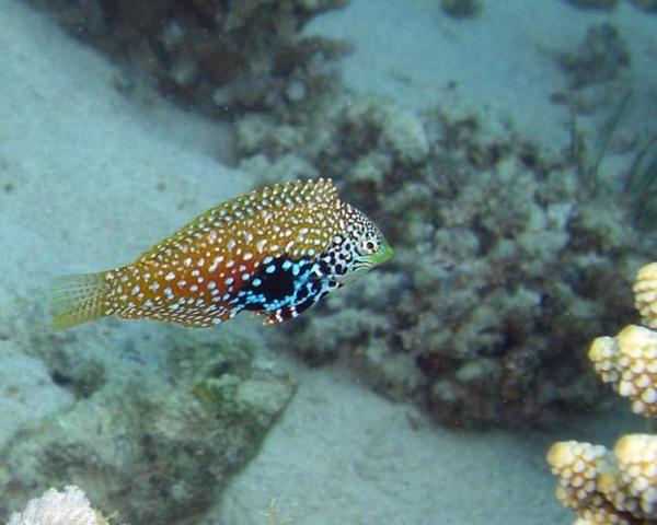 Quel poisson juvénile ? 