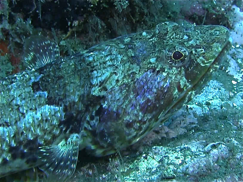 Quel Poisson-Lézard