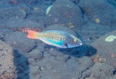 Quel poisson perroquet