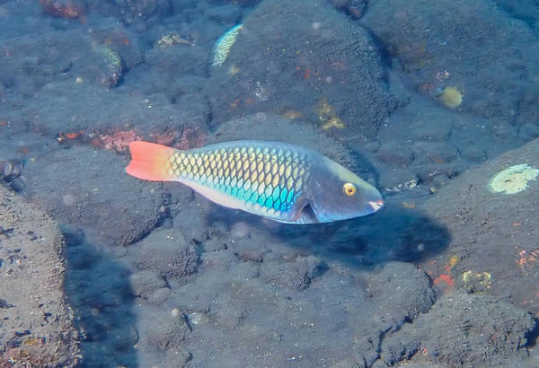 Quel poisson perroquet