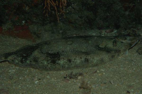 Quel poisson plat?