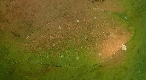 quel poisson plat est ce ?