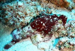 quel poisson scorpion ?