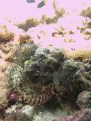 Quel poisson scorpion ?
