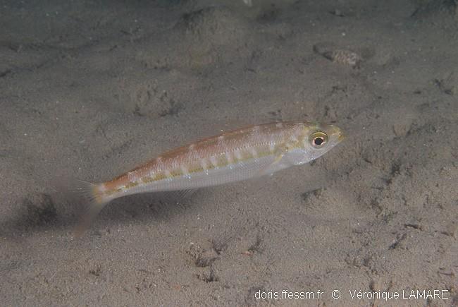 quel poisson?