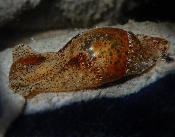 Quel sorte de Haminoea?  hydatis?