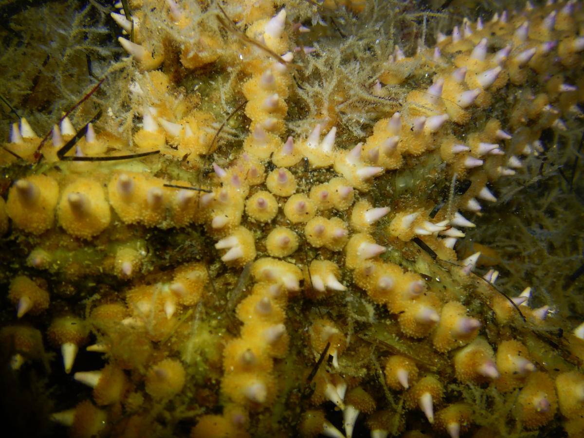 Quel type d'étoile de mer SVP. Merci d'avance 