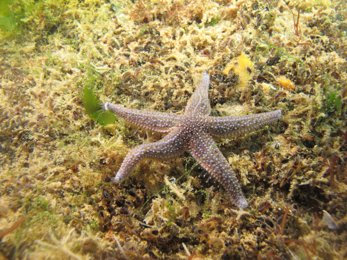 Quel type d'étoile de mer SVP. Merci d'avance 