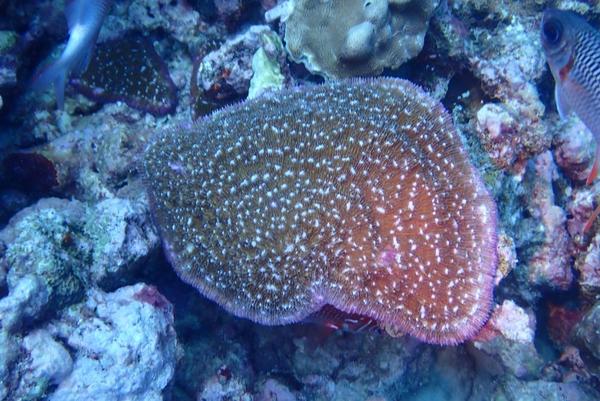 quel type de Fungia ? Halomitra pileus ?