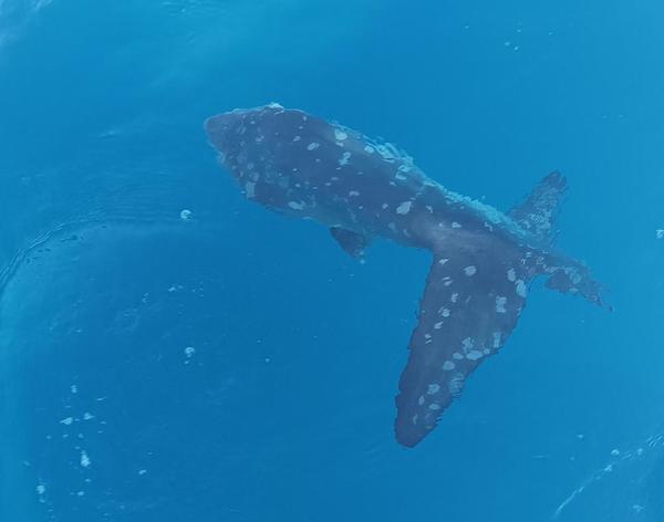 Quel type de Mola Mola est sur cette photo 