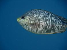 quel type de poisson ?
