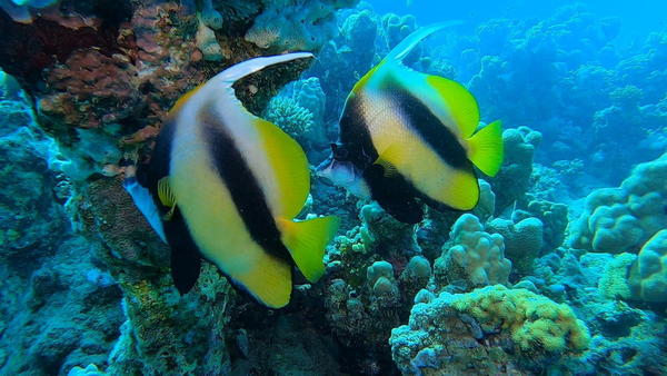 Quel type de poisson ?