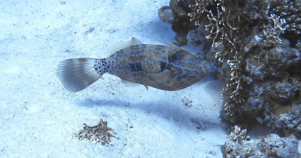 Quel type de poisson ?