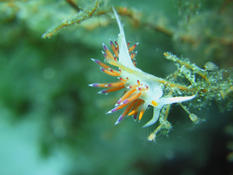 Quelle Aeolidinae?