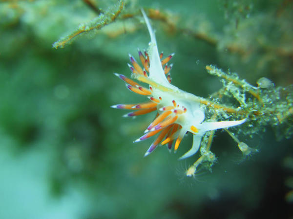 Quelle Aeolidinae?