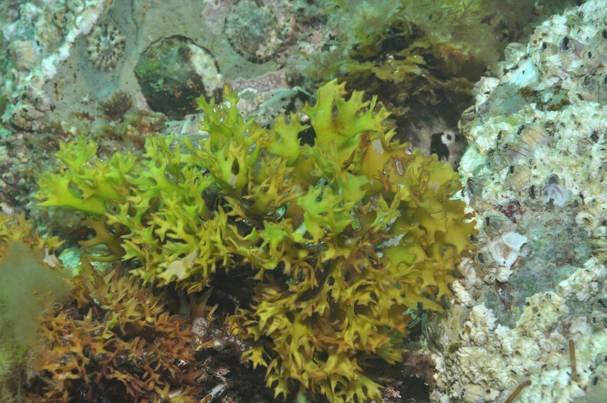 <p>En octobre dernier j'avais proposé une autre photo de cette algue (ref <a href="https://doris.ffessm.fr/Forum/cette-algue-serait-elle-Chondrus-c...