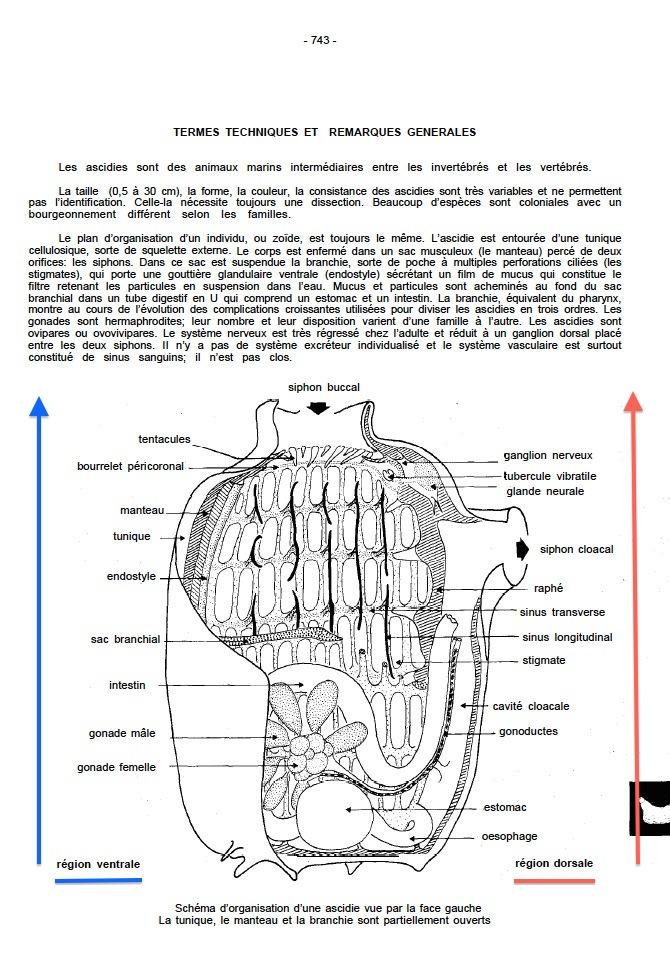 <p>Bonjour, </p><p>Voici un schéma clair sur la situation des régions dorsale et ventrale d'une ascidie.</p>