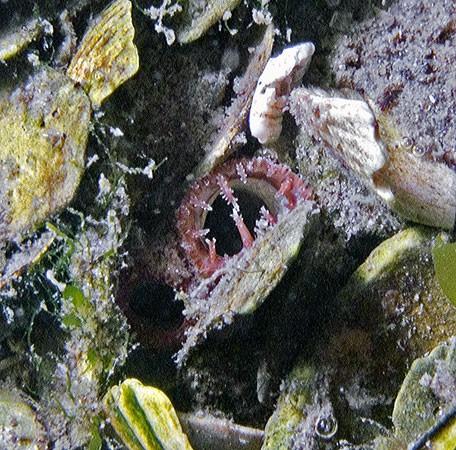 Ah, le lutraire. Il est toujours intéressant de connaitre la forme des siphons des bivalves. Souvent il est impossible de trouver le nom de l'espèc...