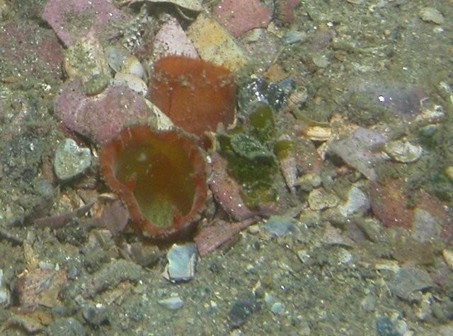bonsoir,<br />par ici (ce n'est pas les Caraïbes, mais c'est beau aussi...) nous avons un gros bivalve dont les siphons ressemblent : Le Lutraire....