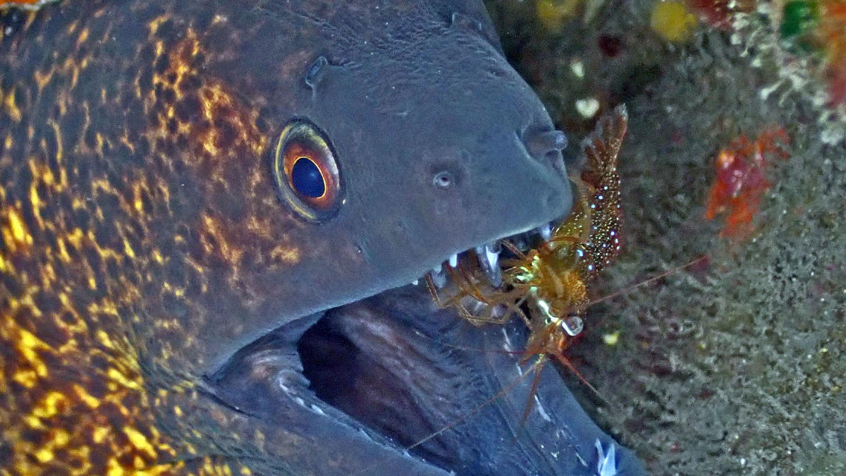 <p>En effet, elle correspond parfaitement. Merci Pierre.</p><p>Comme elle ne s'appelle pas "Crevette quelque chose" dans le titre de la fiche BioOb...
