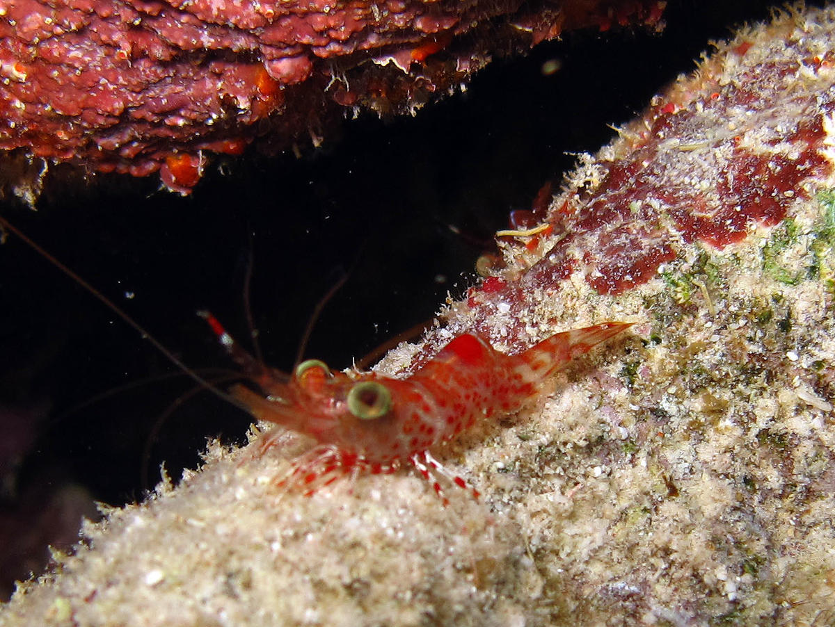 <p>Bonjour,<br>Pour info. Ma photo n'est pas bonne mais on dirait la même espèce ! Photo prise à Bonaire !</p>