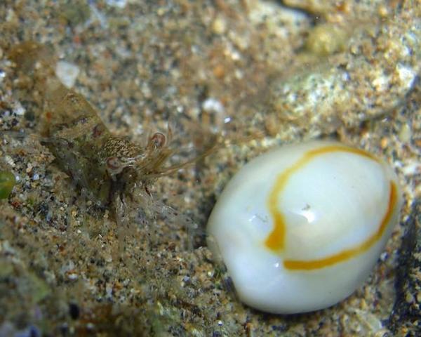 Quelle crevette de sable ?