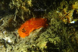 Quelle Dendrodoris à Thau ?