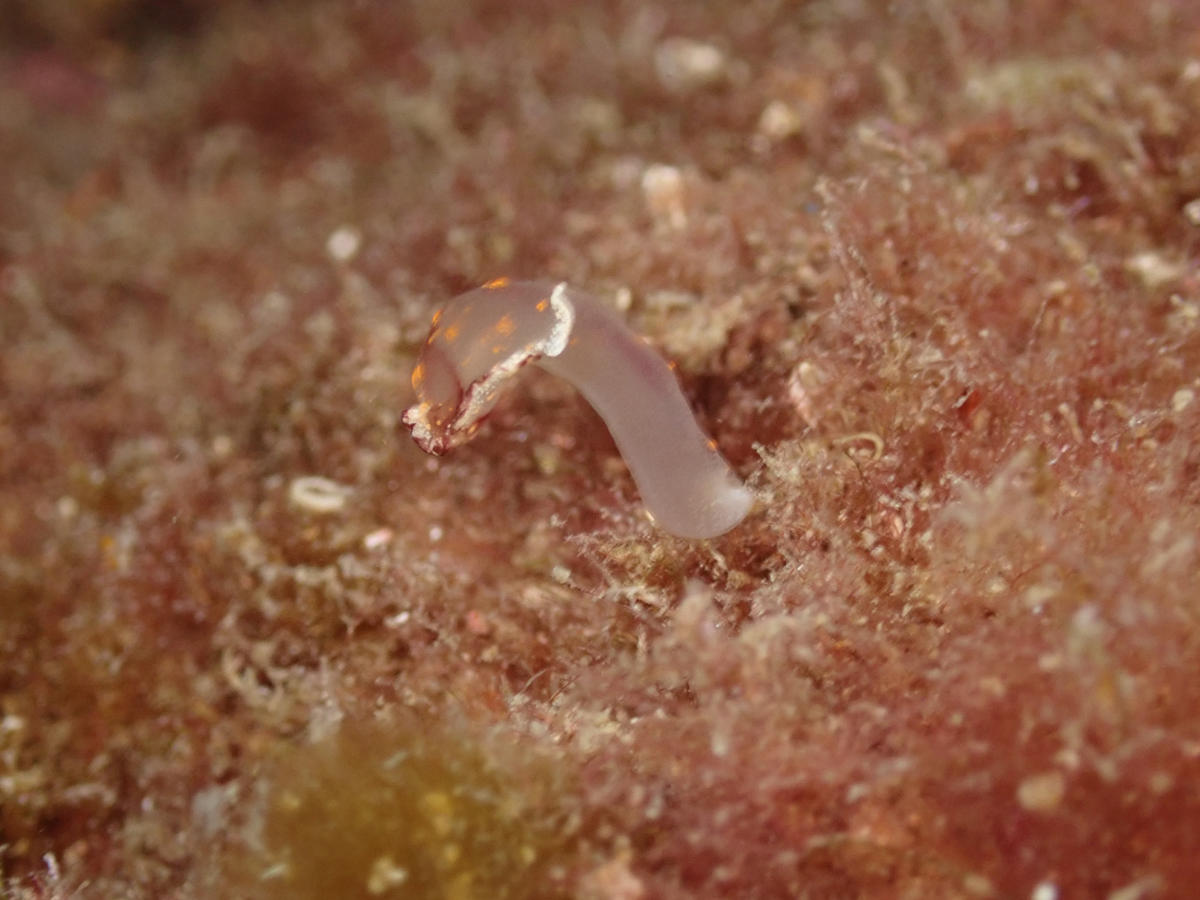 <p>Avec mes excuses pour le retard mais voici deux photos supplémentaires.L'angle n'est pas vraiment différent mais la position de la "bestiole" si...