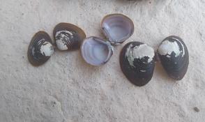 Quelle espèce de bivalves de Dordogne?