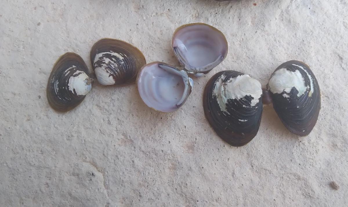 Quelle espèce de bivalves de Dordogne?
