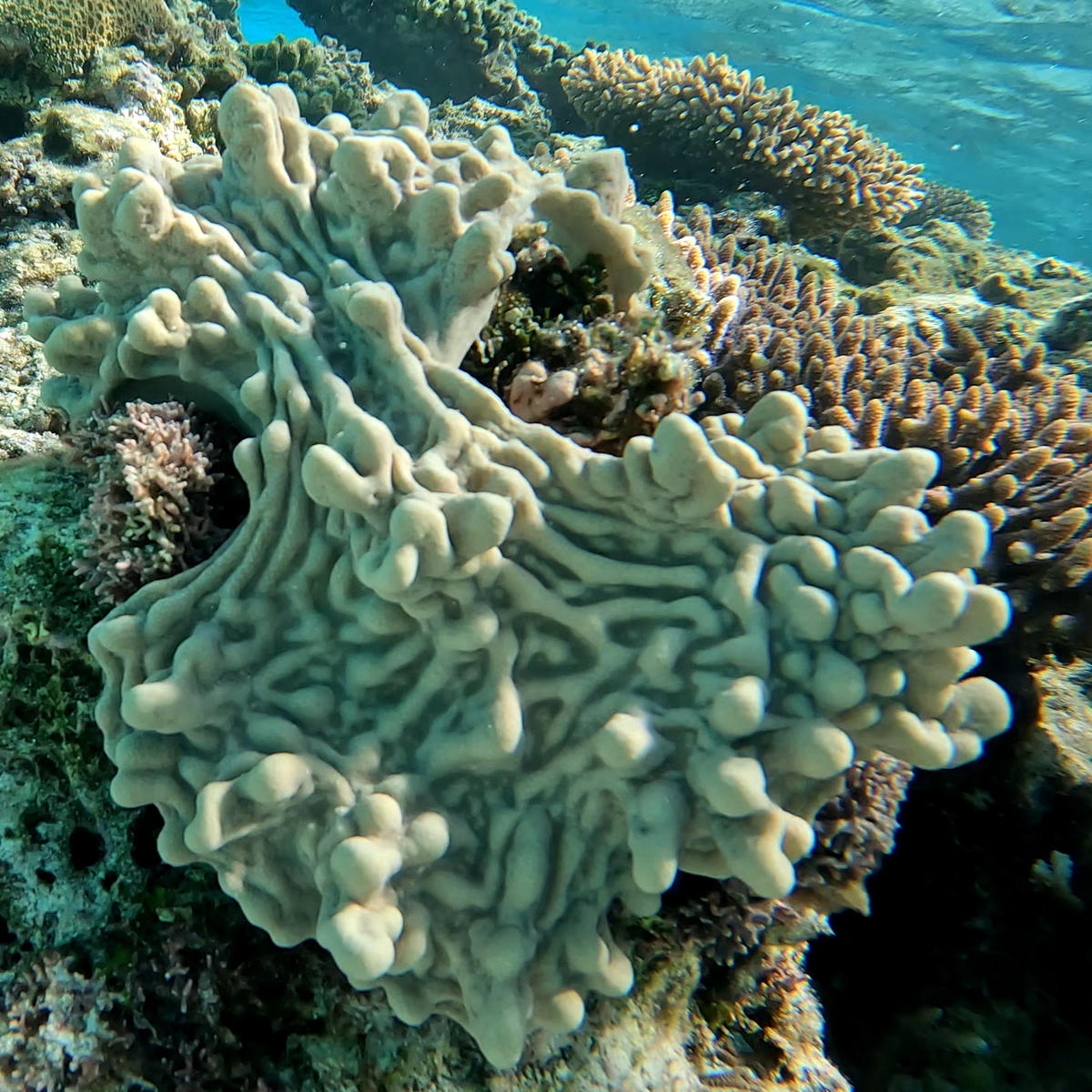 Quelle espece de corail ?