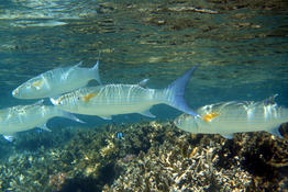 Quelle espece de mulet dans un lagon de l'Ile de la Reunion