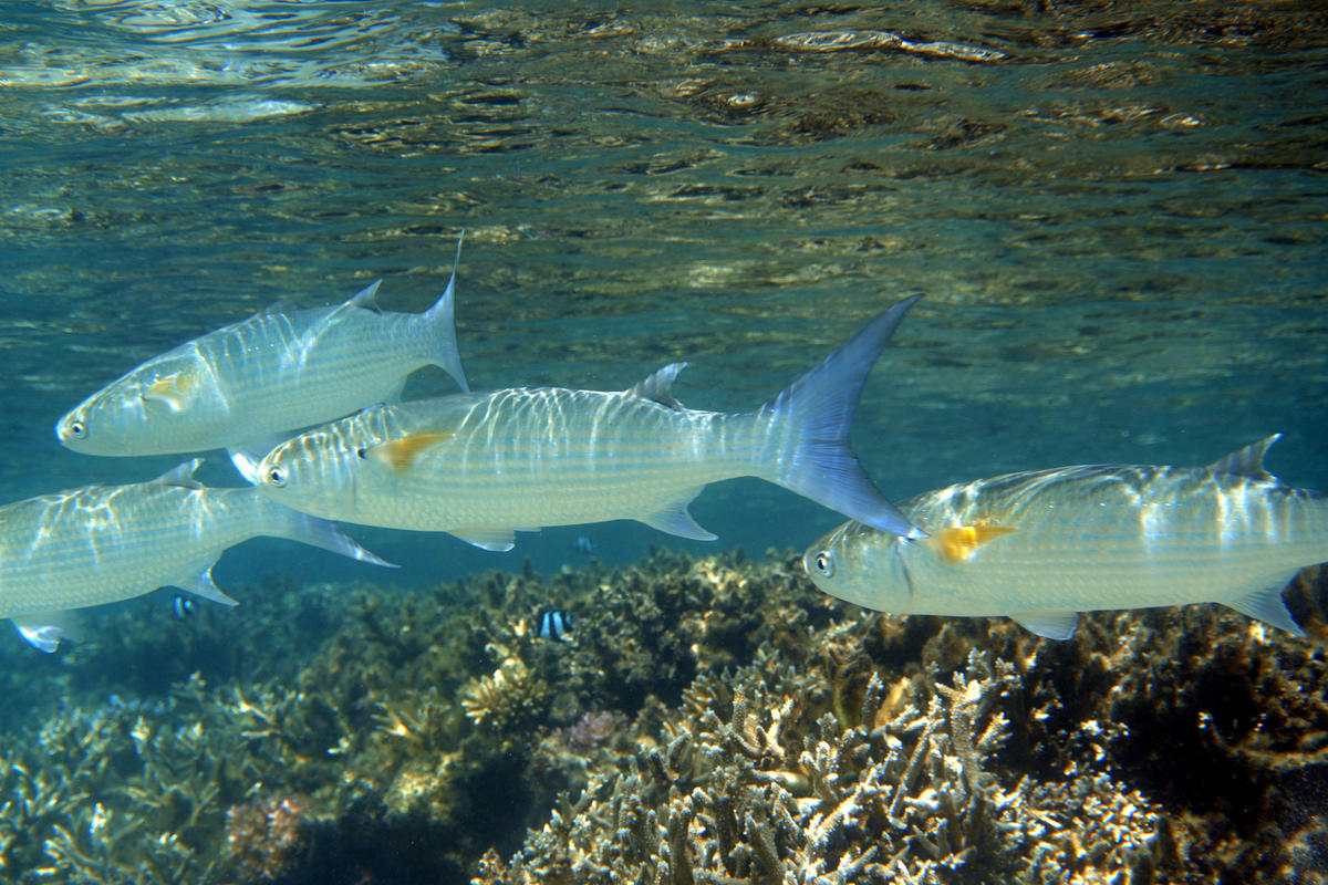 Quelle espece de mulet dans un lagon de l'Ile de la Reunion