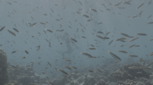 Quelle espèce de poisson?