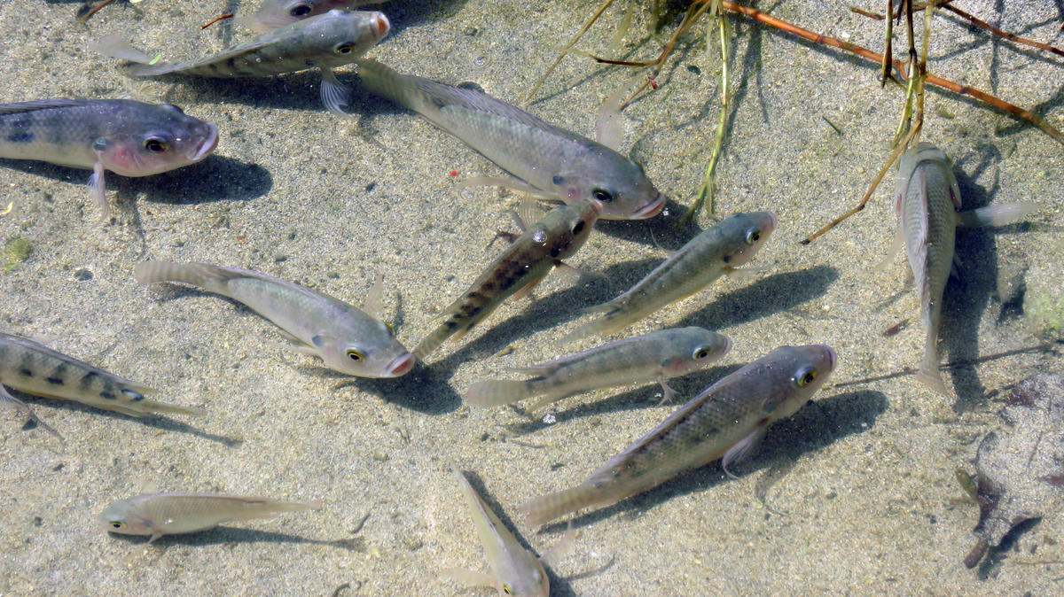 Quelle espèce de poisson ?