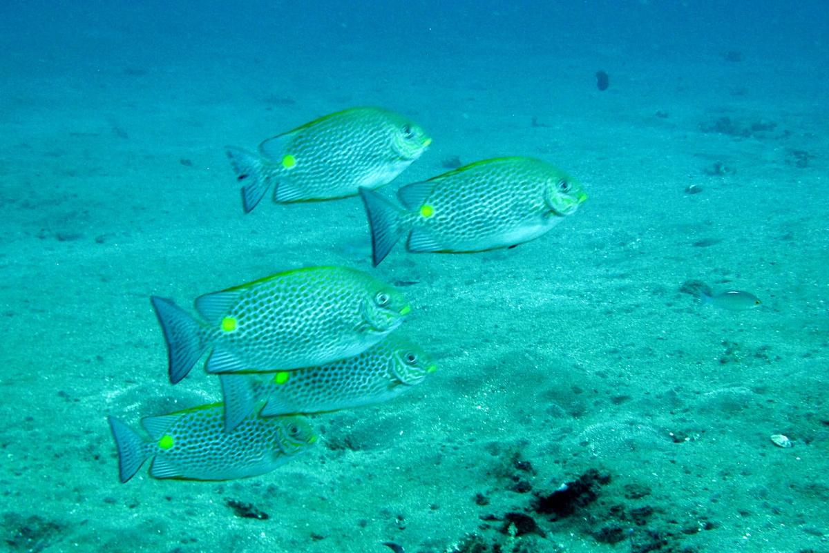 quelle espèce de poisson est-ce donc ?