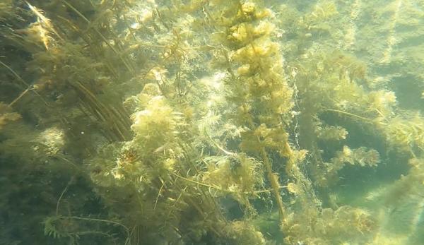 Quelle espèce ? Flore de la Rivière du Gardon (30)