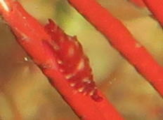 Quelle espèce sur un corail-balai ?