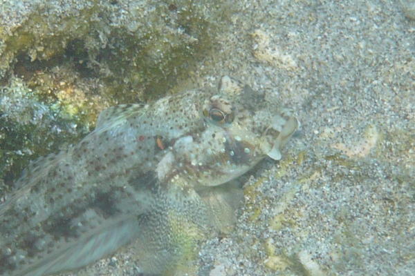 Quelle est ce gobie? (La Réunion)