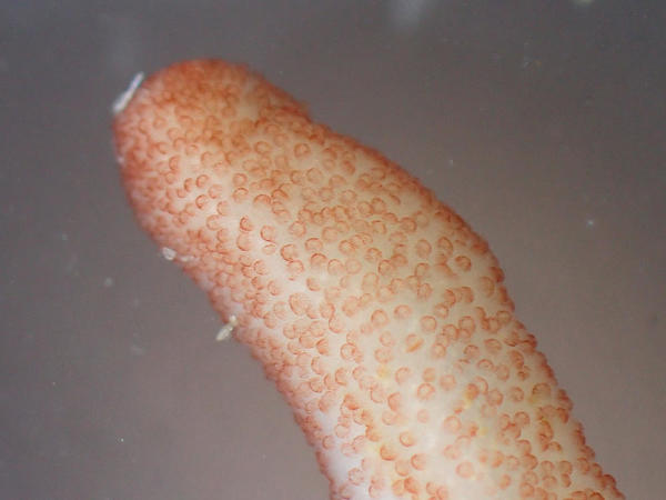 Quelle est cet animal ?