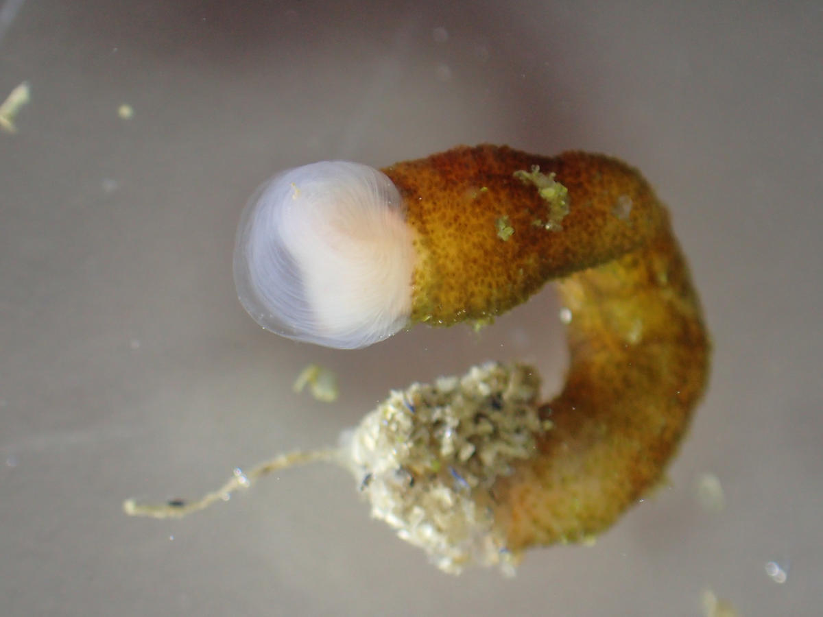 <p>autre photo, animal mort.</p>