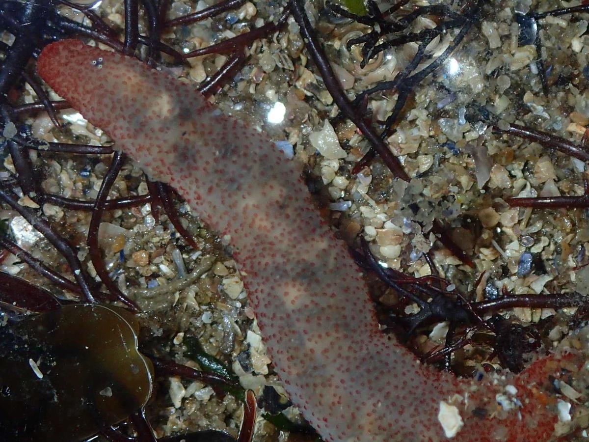 <p>J'ajoute cette photo, je ne sais pas si les 3 petites taches en haut à gauche ont une importance.</p>